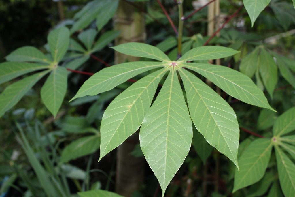 Cassava leaves, can help in drought period for farmers