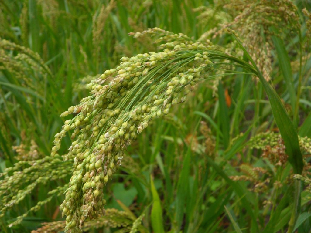 Picture of Millet, a resistant plant for droughts